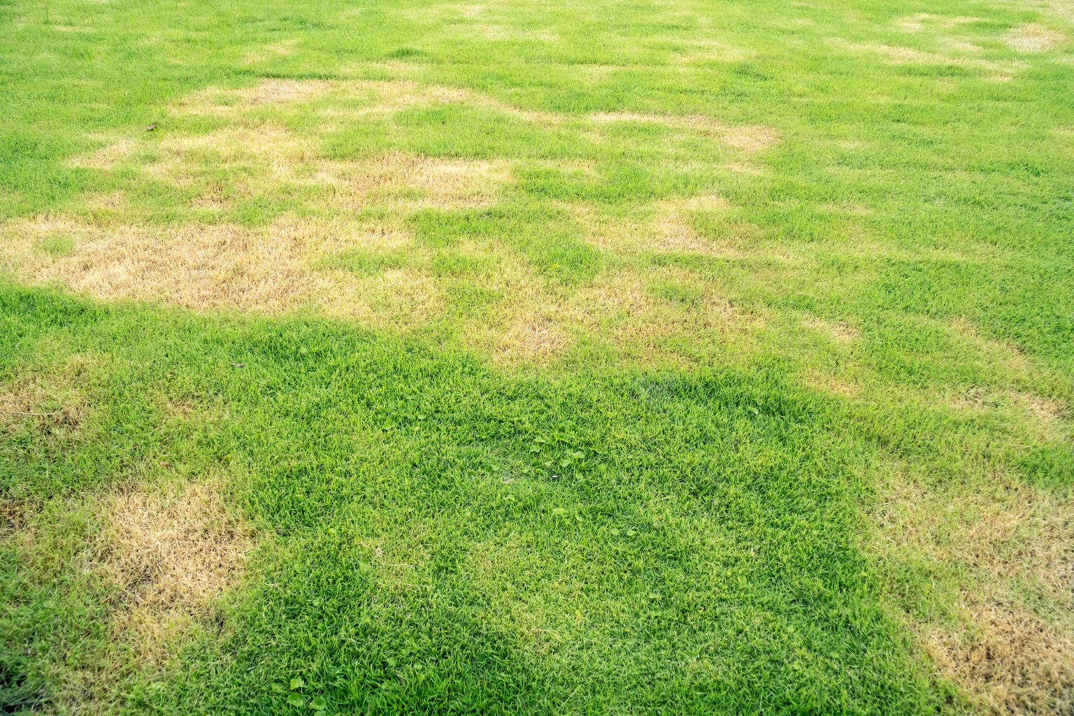 Lawn damaged after winter