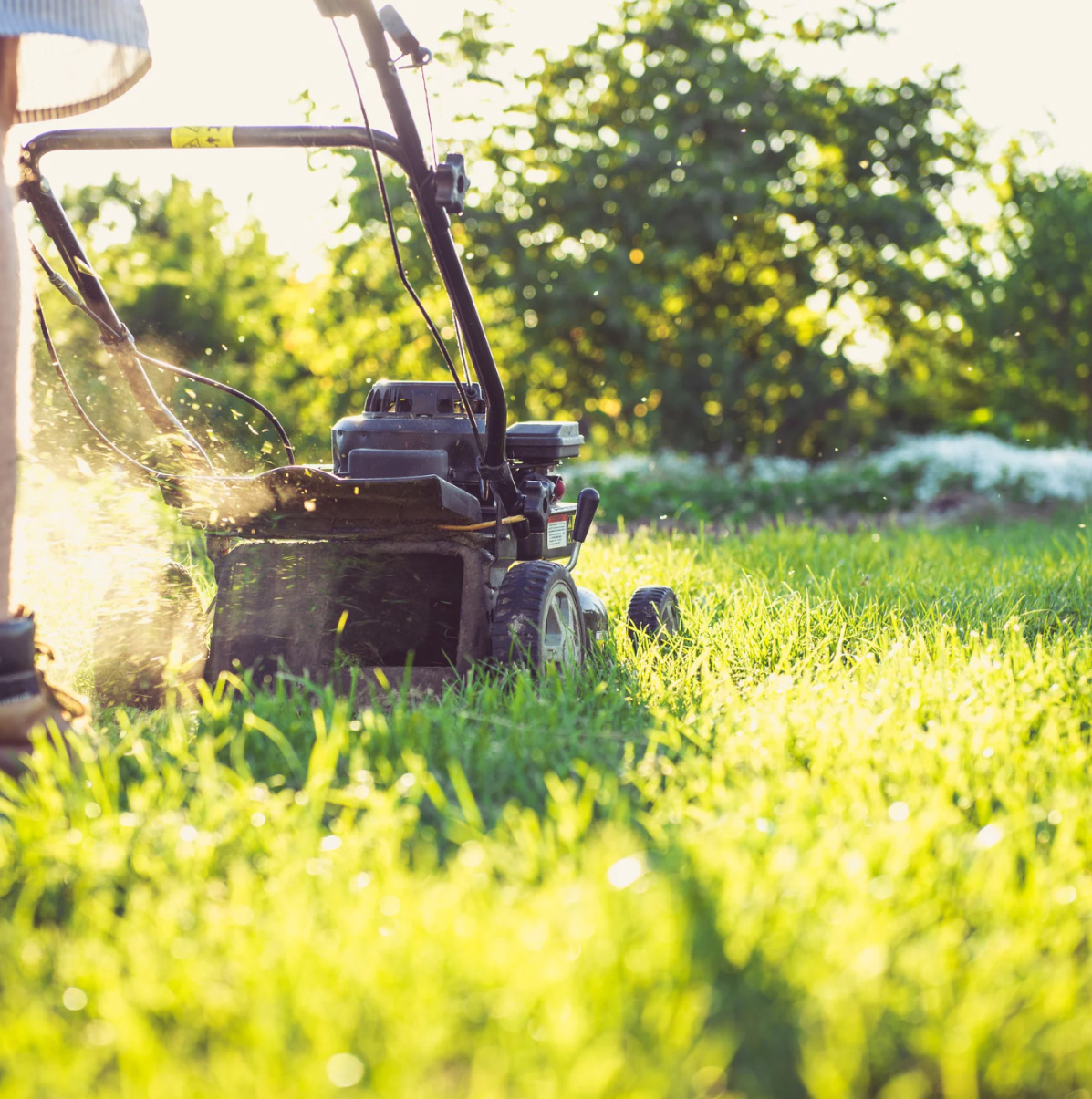 A person pushing a gas-powered lawn mower through a bright, sunlit green lawn with grass clippings flying out