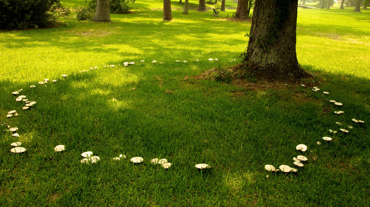 Mushroom Fairy Ring