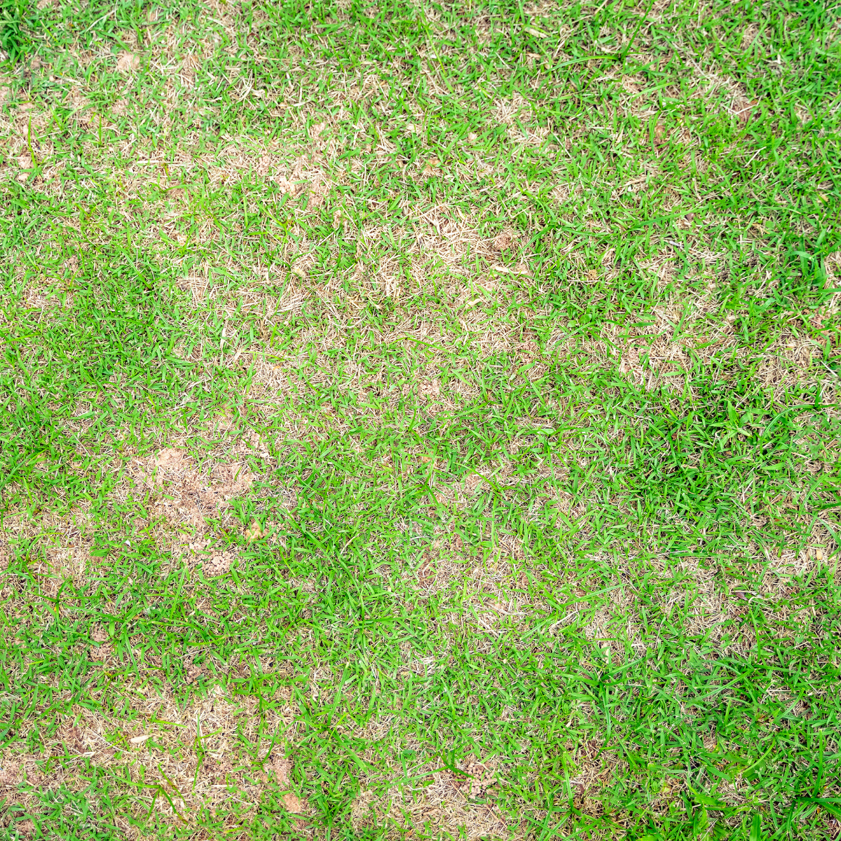 A patchy lawn